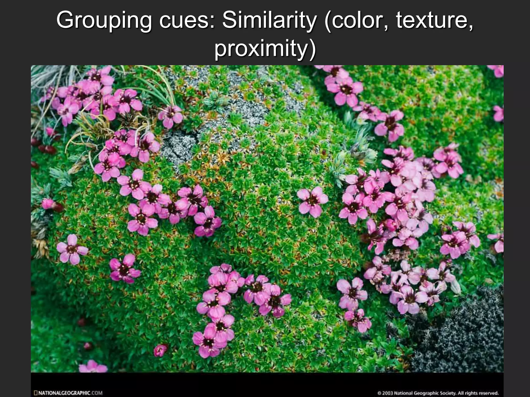 Grouping cues: Similarity (color, texture,
proximity)
 