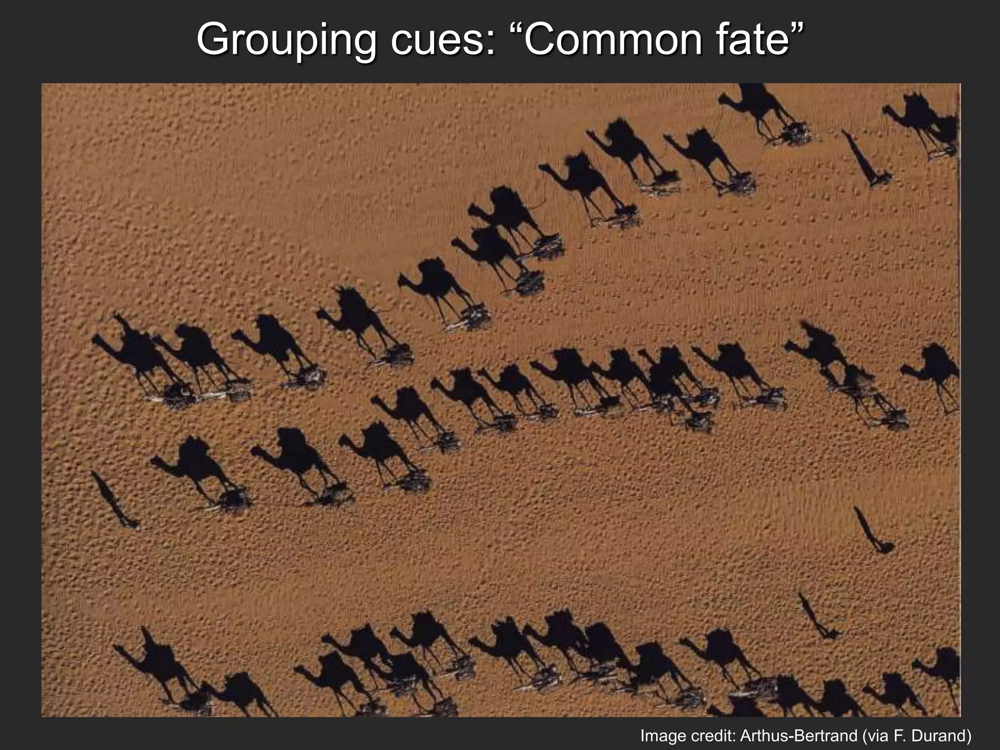 Grouping cues: “Common fate”
Image credit: Arthus-Bertrand (via F. Durand)
 