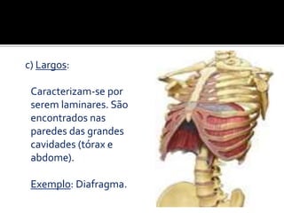 c) Largos:
Caracterizam-se por
serem laminares. São
encontrados nas
paredes das grandes
cavidades (tórax e
abdome).
Exemplo: Diafragma.
 