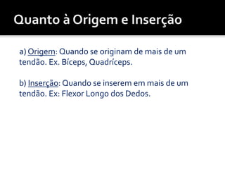 a) Origem: Quando se originam de mais de um
tendão. Ex. Bíceps, Quadríceps.
b) Inserção: Quando se inserem em mais de um
tendão. Ex: Flexor Longo dos Dedos.
 