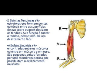 d) BainhasTendíneas são
estruturas que formam pontes
ou túneis entre as superfícies
ósseas sobre as quais deslizam
os tendões. Sua função é conter
o tendão, permitindo-lhe um
deslizamento fácil.
e) Bolsas Sinoviais são
encontradas entre os músculos
ou entre um músculo e um osso.
São pequenas bolsas forradas
por uma membrana serosa que
possibilitam o deslizamento
muscular.
 