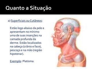 a) Superficiais ou Cutâneos:
Estão logo abaixo da pele e
apresentam no mínimo
uma de suas inserções na
camada profunda da
derme. Estão localizados
na cabeça (crânio e face),
pescoço e na mão (região
hipotenar).
Exemplo: Platisma.
 