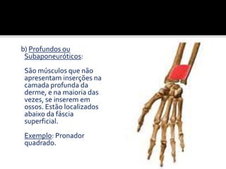 b) Profundos ou
Subaponeuróticos:
São músculos que não
apresentam inserções na
camada profunda da
derme, e na maioria das
vezes, se inserem em
ossos. Estão localizados
abaixo da fáscia
superficial.
Exemplo: Pronador
quadrado.
 