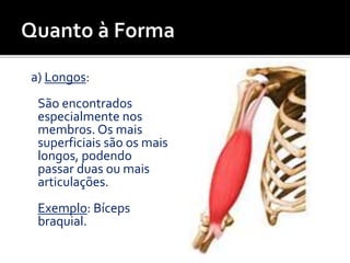 a) Longos:
São encontrados
especialmente nos
membros. Os mais
superficiais são os mais
longos, podendo
passar duas ou mais
articulações.
Exemplo: Bíceps
braquial.
 