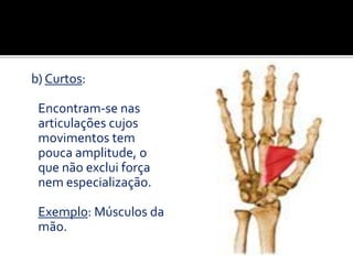 b) Curtos:
Encontram-se nas
articulações cujos
movimentos tem
pouca amplitude, o
que não exclui força
nem especialização.
Exemplo: Músculos da
mão.
 