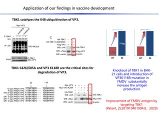 Application of our findings in vaccine development
………
………
………
………
………
………
………
………
20 118
O-type FMDV VP3:
A-type FMDV VP3...