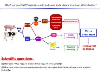 Why/How dose FMDV replicate rapidly and cause acute disease in animals after infection?
Inflammation
NF-kB
TNFa
IL-1
NF-
k...