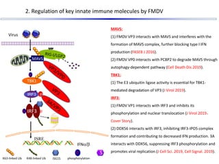 2. Regulation of key innate immune molecules by FMDV
MAVS:
(1) FMDV VP3 interacts with MAVS and interferes with the
format...