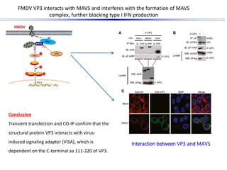 FMDV VP3 interacts with MAVS and interferes with the formation of MAVS
complex, further blocking type I IFN production
Con...