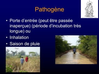 Pathogène
• Porte d’entrée (peut être passée
inaperçue) (période d’incubation très
longue) ou
• Inhalation
• Saison de plu...