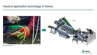 Vaccine application technology in fishery
15
Skala
www.thefishsite.com
 