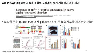 p16 INK-ATTAC 쥐의 제작을 통하여 노화세포 제거 가능성이 처음 제시
• 조로증 쥐인 BubR1 H/H 에서 p16ink4a 양성인 노화세포를 제거하는 기술
10
Darren J Baker, Jan M. van Deursen et al, Nature, 2011
 