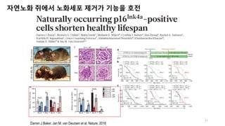 자연노화 쥐에서 노화세포 제거가 기능을 호전
11
Darren J Baker, Jan M. van Deursen et al, Nature, 2016
 