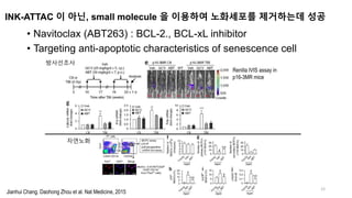 INK-ATTAC 이 아닌, small molecule 을 이용하여 노화세포를 제거하는데 성공
• Navitoclax (ABT263) : BCL-2., BCL-xL inhibitor
• Targeting anti-apoptotic characteristics of senescence cell
12
Renilla IVIS assay in
p16-3MR mice
방사선조사
자연노화
Jianhui Chang. Daohong Zhou et al. Nat Medicine, 2015
 