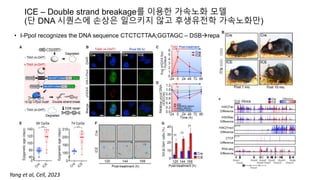 ICE – Double strand breakage를 이용한 가속노화 모델
(단 DNA 시퀀스에 손상은 일으키지 않고 후생유전학 가속노화만)
• I-PpoI recognizes the DNA sequence CTCTCTTAA;GGTAGC – DSBrepair / CreER
Yang et al, Cell, 2023
 