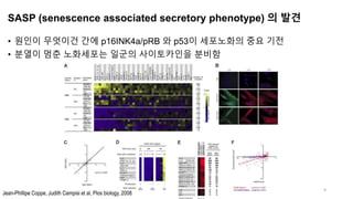 SASP (senescence associated secretory phenotype) 의 발견
• 원인이 무엇이건 간에 p16INK4a/pRB 와 p53이 세포노화의 중요 기전
• 분열이 멈춘 노화세포는 일군의 사이토카인을 분비함
9
Jean-Phillipe Coppe, Judith Campisi et al, Plos biology, 2008
 