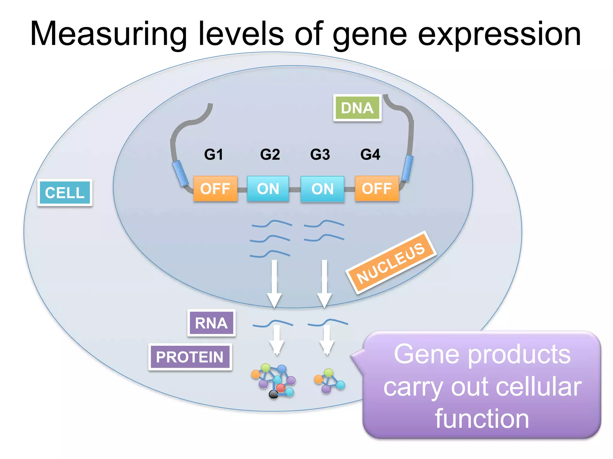 Measuring levels of gene expression
CELL
DNA
ON ON
OFF
RNA
PROTEIN
OFF
G1 G2 G3 G4
Gene products
carry out cellular
function
 