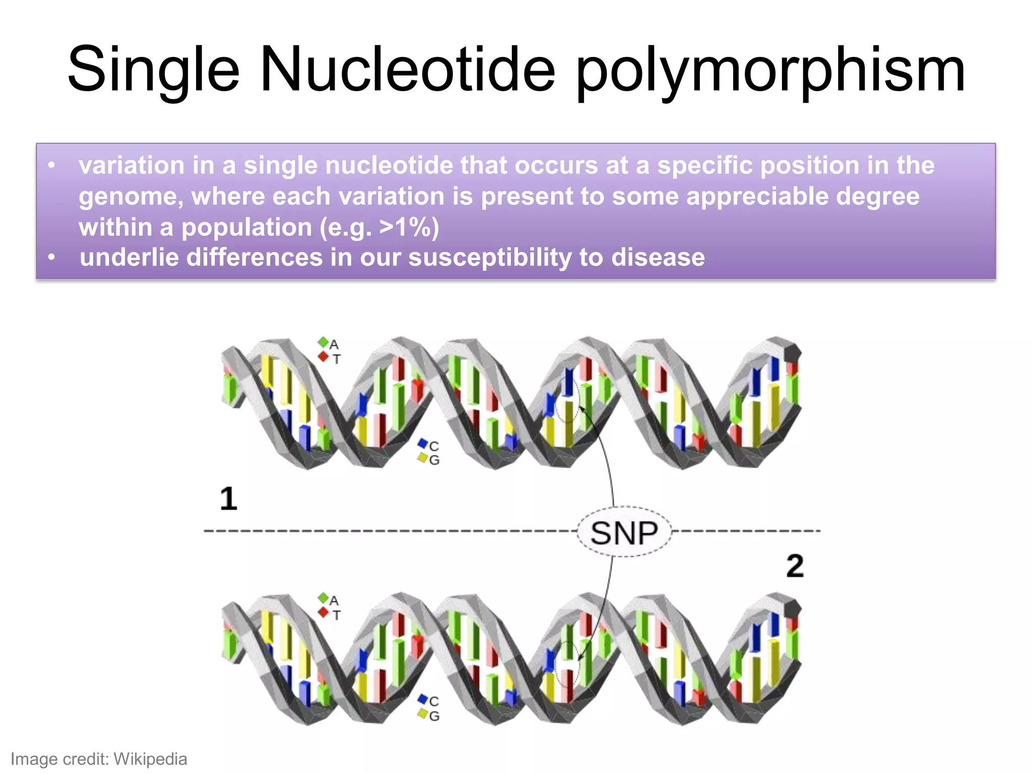 Single Nucleotide polymorphism
• variation in a single nucleotide that occurs at a specific position in the
genome, where each variation is present to some appreciable degree
within a population (e.g. >1%)
• underlie differences in our susceptibility to disease
Image credit: Wikipedia
 