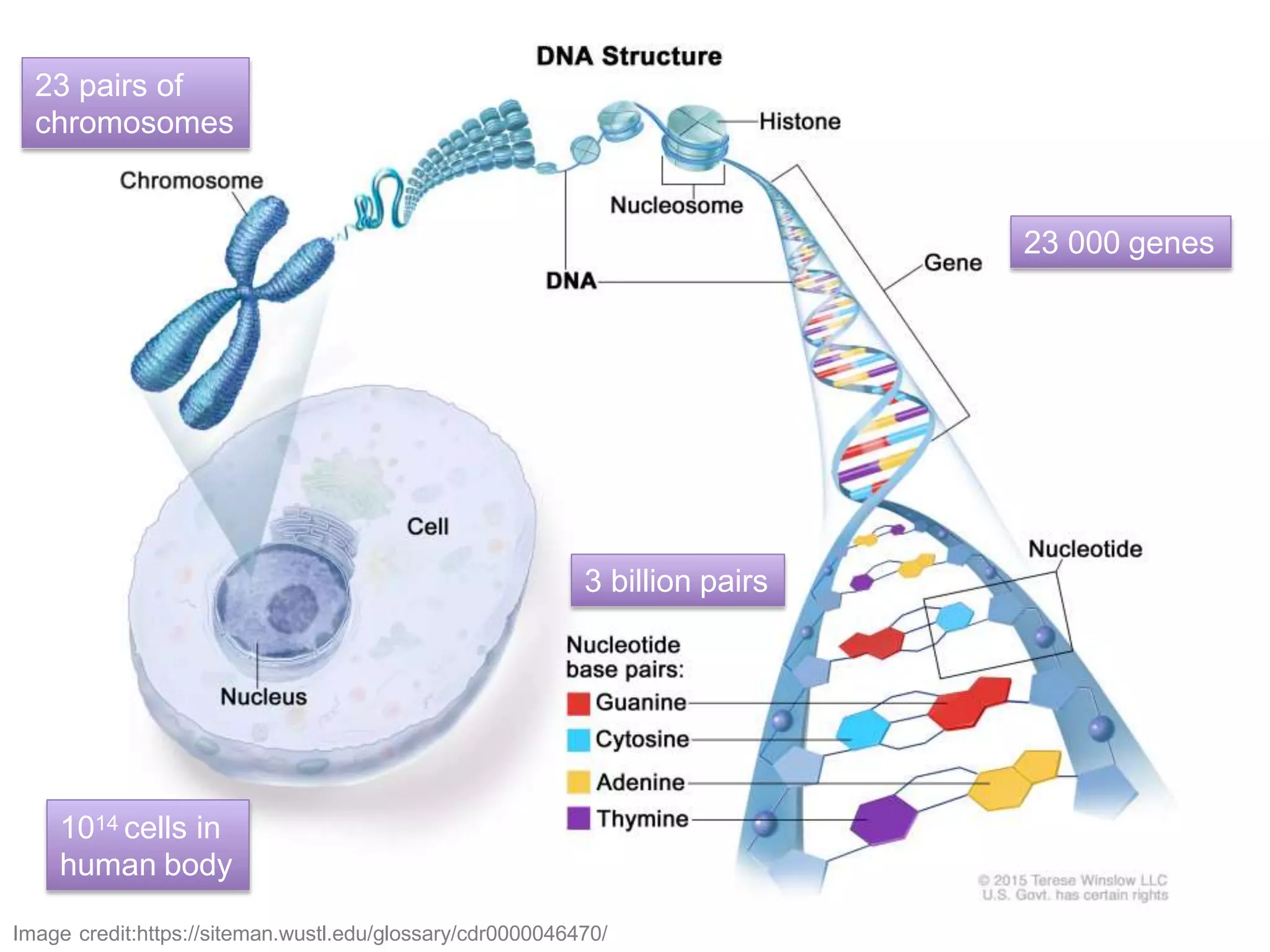 Image credit:https://siteman.wustl.edu/glossary/cdr0000046470/
1014 cells in
human body
23 000 genes
23 pairs of
chromosomes
3 billion pairs
 