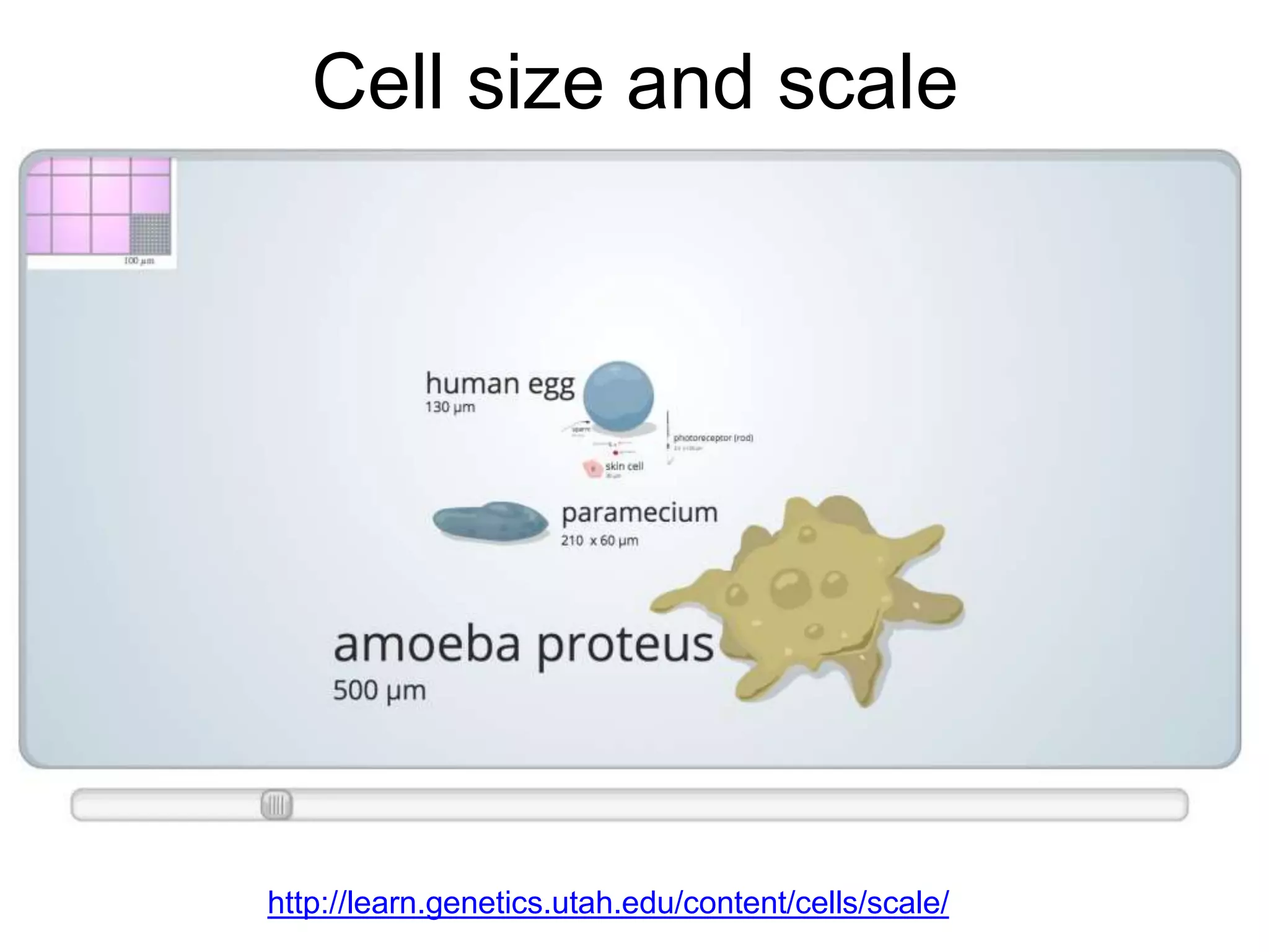 Cell size and scale
http://learn.genetics.utah.edu/content/cells/scale/
 