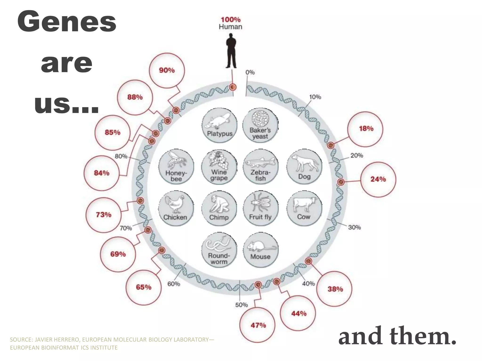 Genes
are
us…
and them.
SOURCE: JAVIER HERRERO, EUROPEAN MOLECULAR BIOLOGY LABORATORY—
EUROPEAN BIOINFORMAT ICS INSTITUTE
 