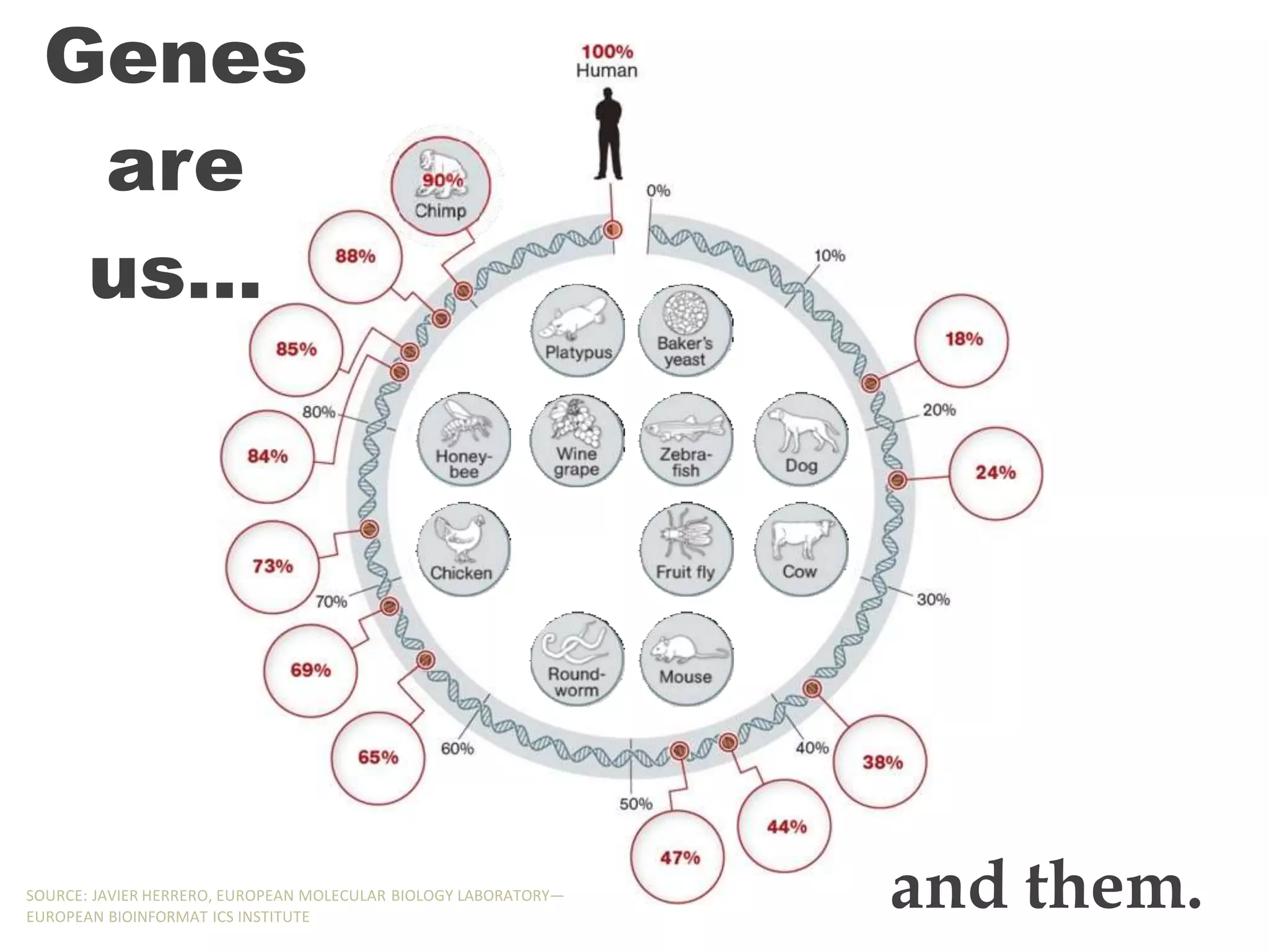 Genes
are
us…
and them.
SOURCE: JAVIER HERRERO, EUROPEAN MOLECULAR BIOLOGY LABORATORY—
EUROPEAN BIOINFORMAT ICS INSTITUTE
 