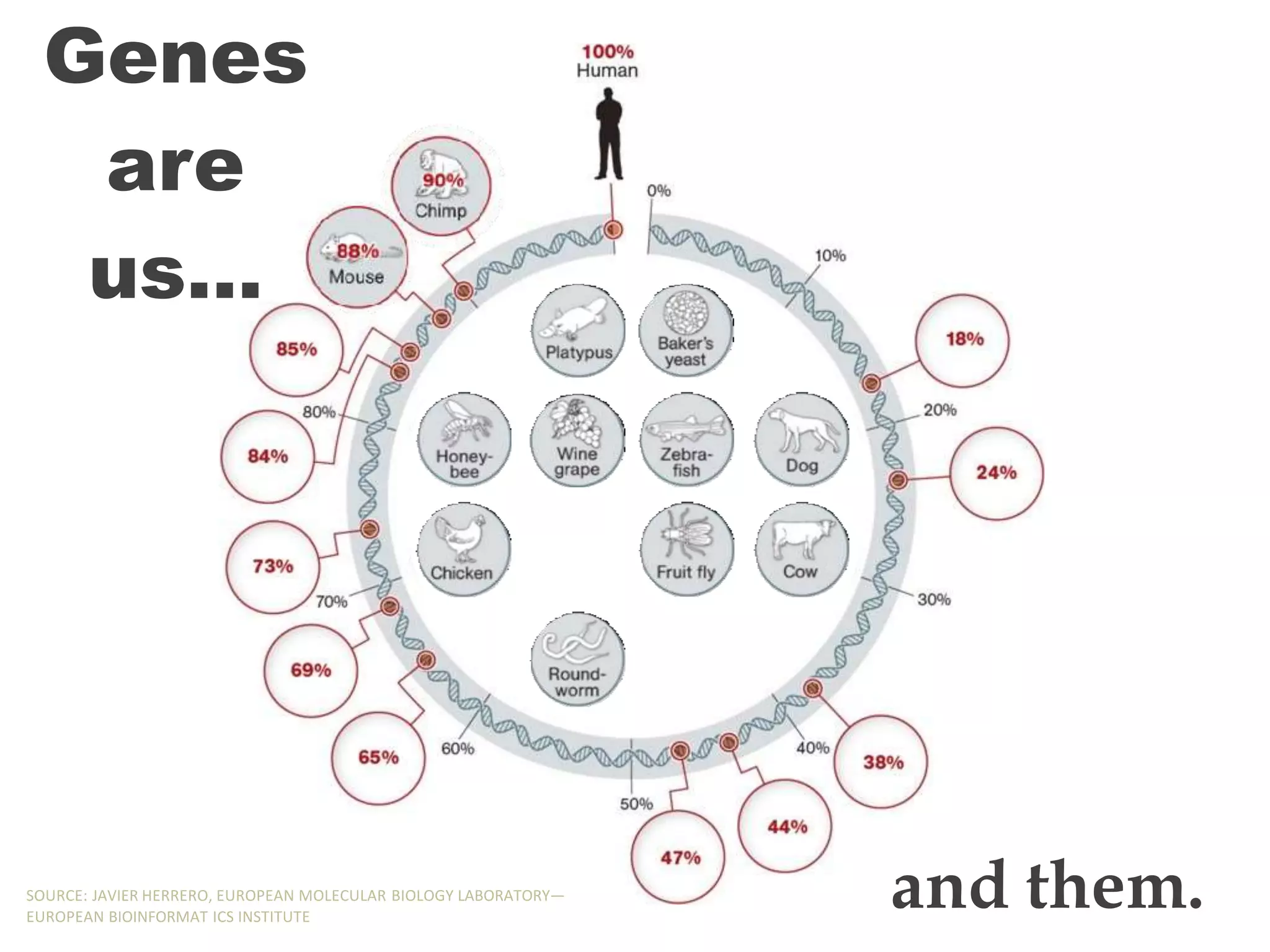 Genes
are
us…
and them.
SOURCE: JAVIER HERRERO, EUROPEAN MOLECULAR BIOLOGY LABORATORY—
EUROPEAN BIOINFORMAT ICS INSTITUTE
 