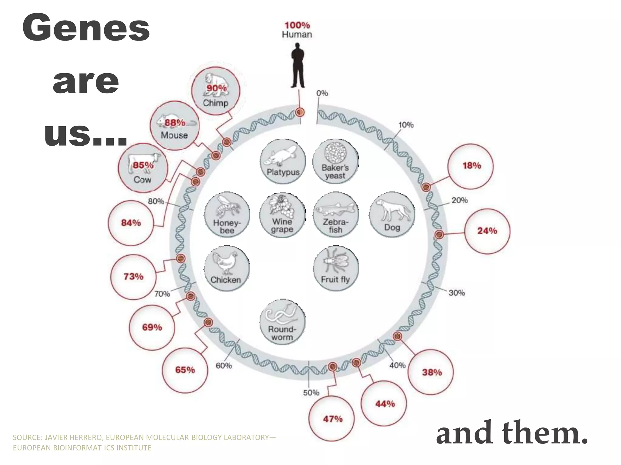 Genes
are
us…
and them.
SOURCE: JAVIER HERRERO, EUROPEAN MOLECULAR BIOLOGY LABORATORY—
EUROPEAN BIOINFORMAT ICS INSTITUTE
 