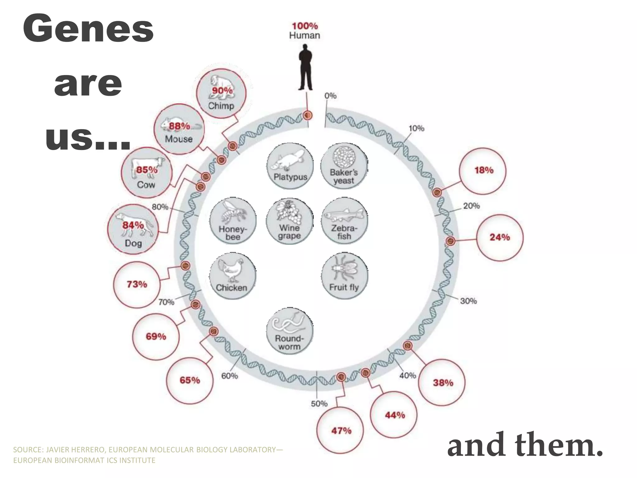Genes
are
us…
and them.
SOURCE: JAVIER HERRERO, EUROPEAN MOLECULAR BIOLOGY LABORATORY—
EUROPEAN BIOINFORMAT ICS INSTITUTE
 