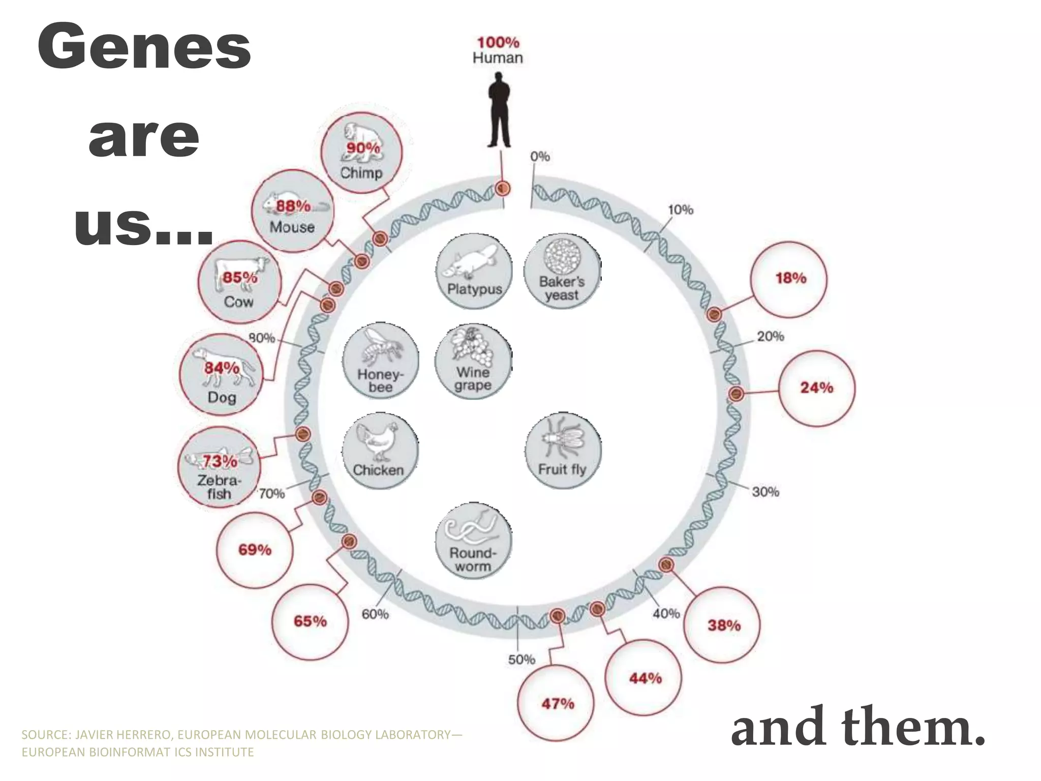 Genes
are
us…
and them.
SOURCE: JAVIER HERRERO, EUROPEAN MOLECULAR BIOLOGY LABORATORY—
EUROPEAN BIOINFORMAT ICS INSTITUTE
 