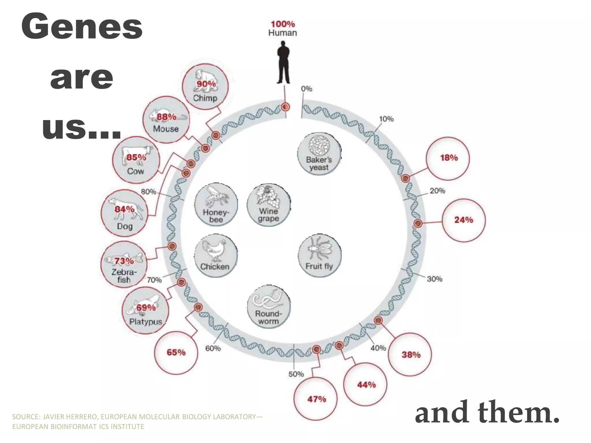 Genes
are
us…
and them.
SOURCE: JAVIER HERRERO, EUROPEAN MOLECULAR BIOLOGY LABORATORY—
EUROPEAN BIOINFORMAT ICS INSTITUTE
 