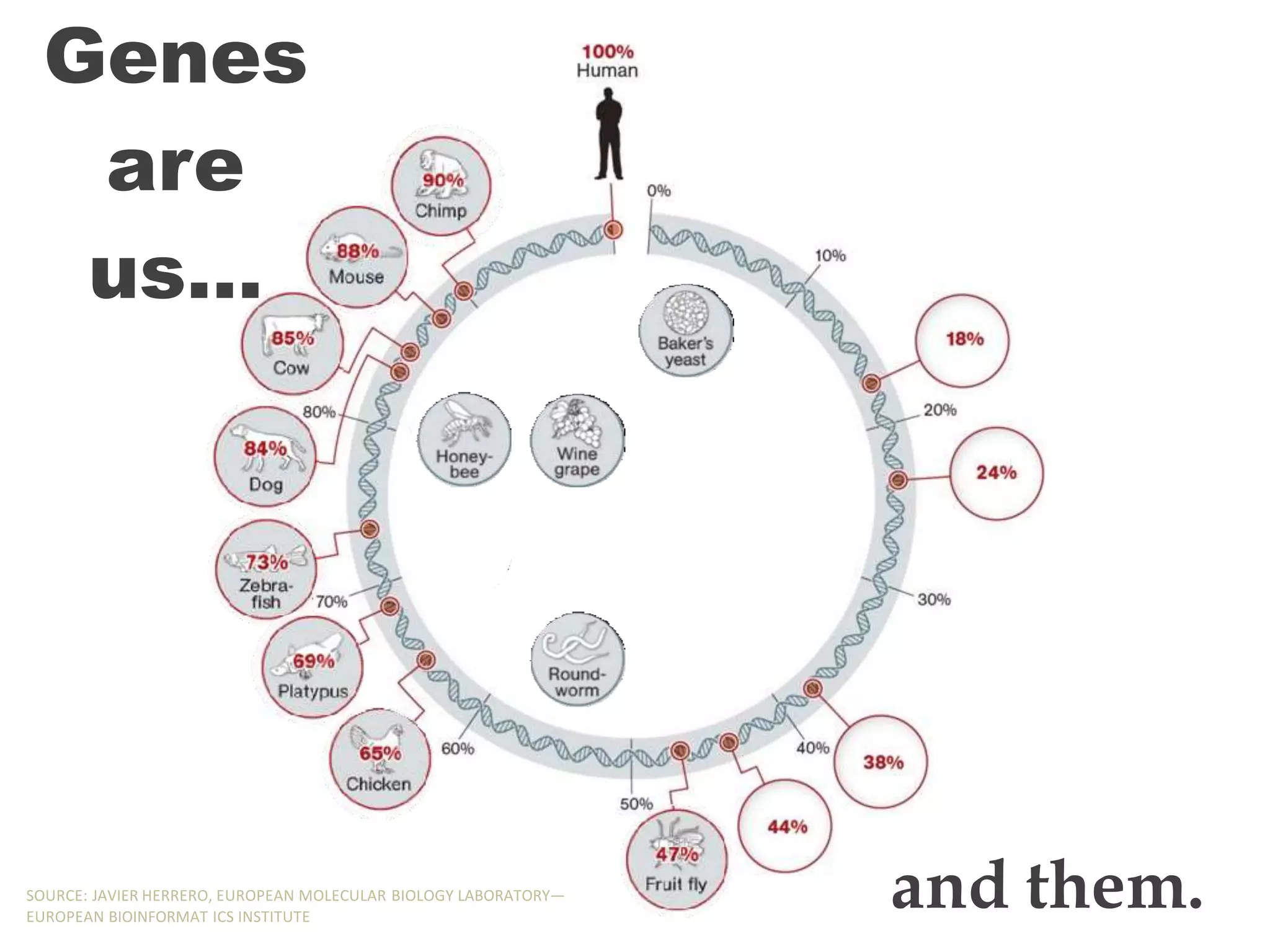 Genes
are
us…
and them.
SOURCE: JAVIER HERRERO, EUROPEAN MOLECULAR BIOLOGY LABORATORY—
EUROPEAN BIOINFORMAT ICS INSTITUTE
 