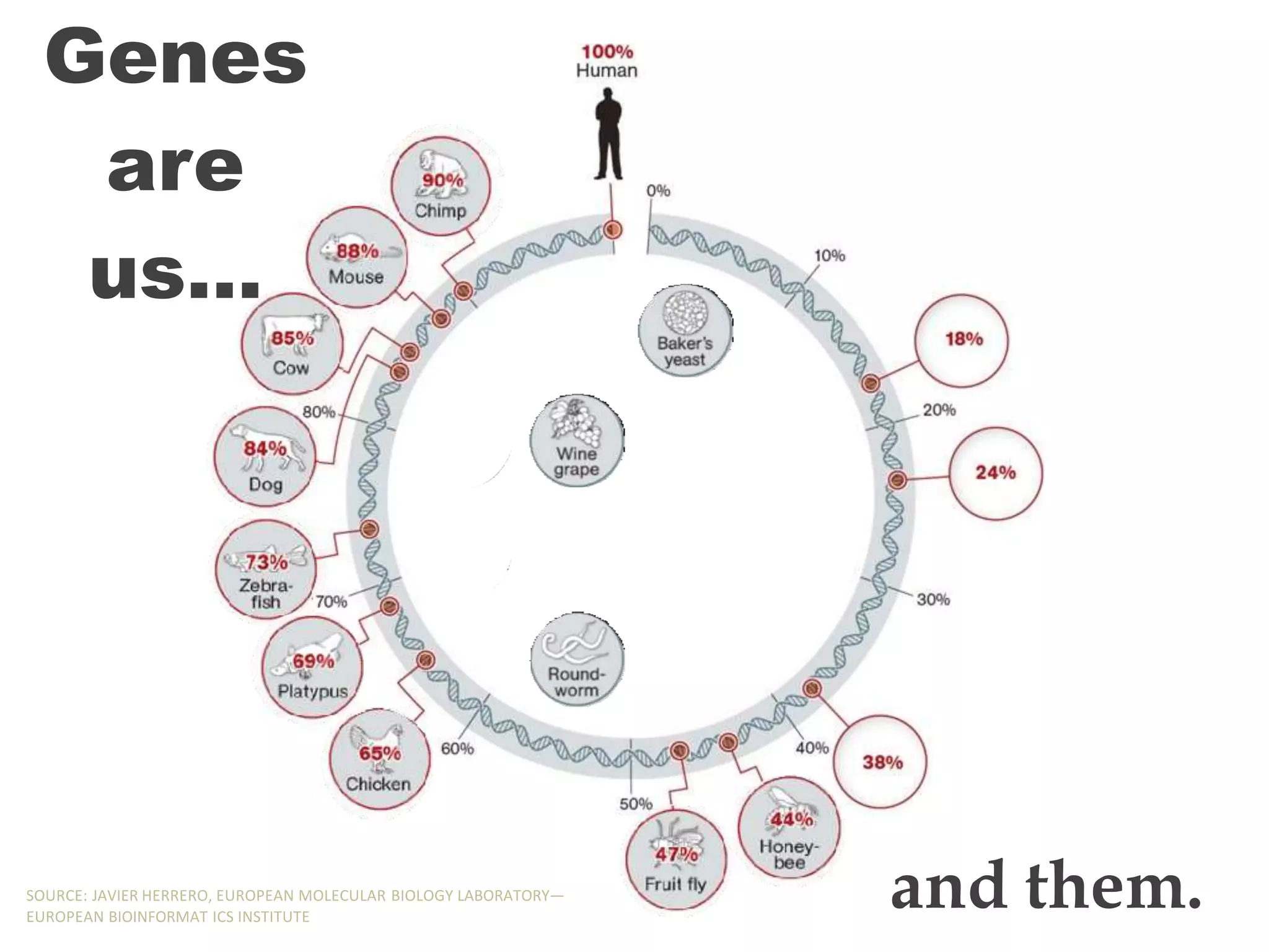 Genes
are
us…
and them.
SOURCE: JAVIER HERRERO, EUROPEAN MOLECULAR BIOLOGY LABORATORY—
EUROPEAN BIOINFORMAT ICS INSTITUTE
 