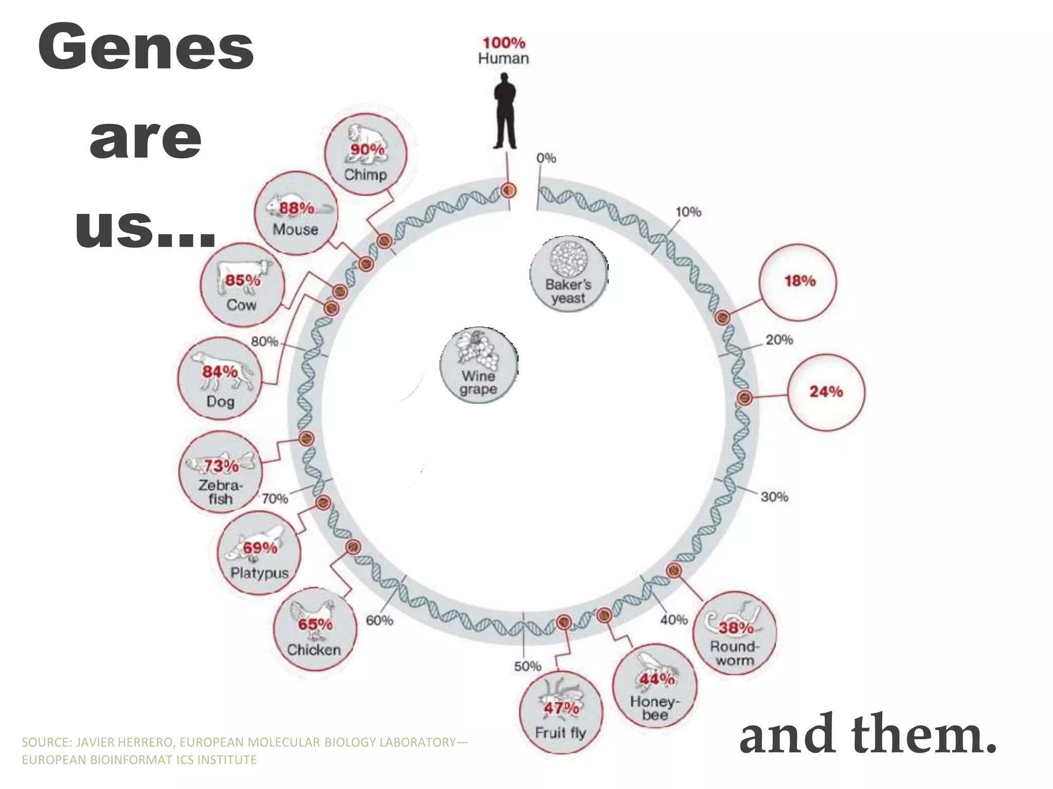 Genes
are
us…
and them.
SOURCE: JAVIER HERRERO, EUROPEAN MOLECULAR BIOLOGY LABORATORY—
EUROPEAN BIOINFORMAT ICS INSTITUTE
 