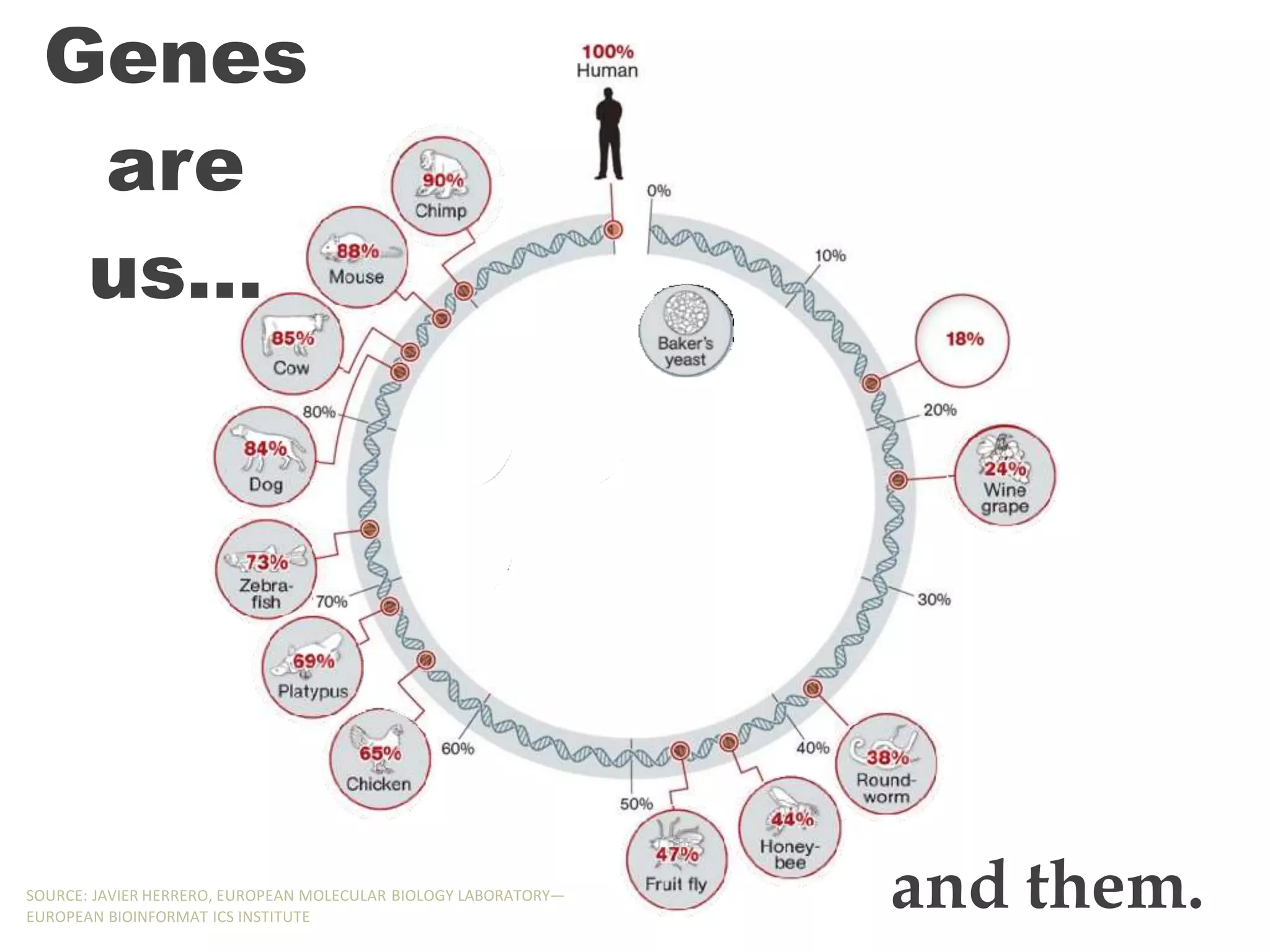 Genes
are
us…
and them.
SOURCE: JAVIER HERRERO, EUROPEAN MOLECULAR BIOLOGY LABORATORY—
EUROPEAN BIOINFORMAT ICS INSTITUTE
 