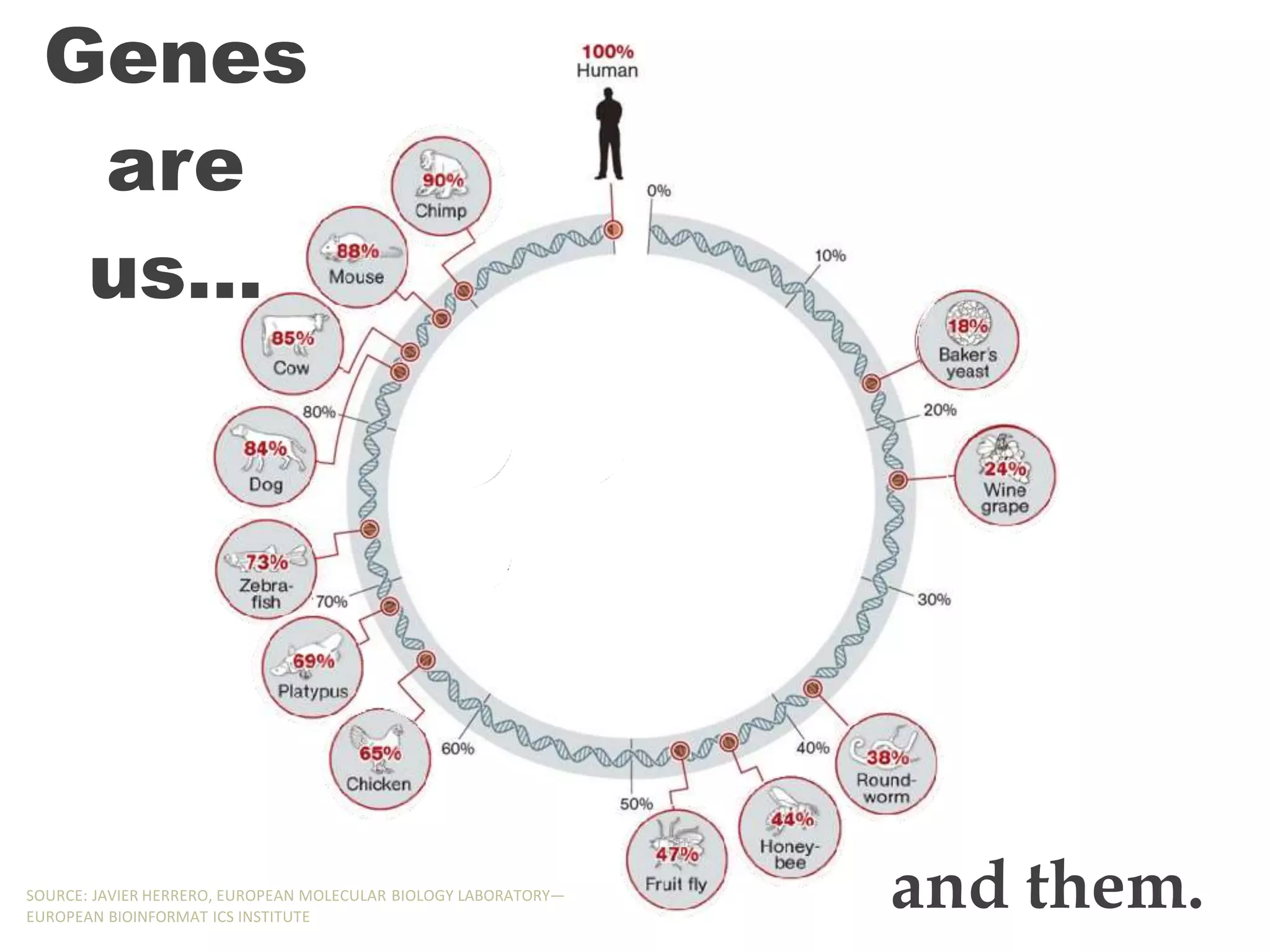 Genes
are
us…
and them.
SOURCE: JAVIER HERRERO, EUROPEAN MOLECULAR BIOLOGY LABORATORY—
EUROPEAN BIOINFORMAT ICS INSTITUTE
 