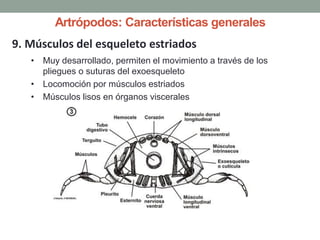 9. Músculos del esqueleto estriados
• Muy desarrollado, permiten el movimiento a través de los
pliegues o suturas del exoesqueleto
• Locomoción por músculos estriados
• Músculos lisos en órganos viscerales
Artrópodos: Características generales
 