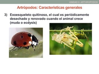 UNIDAD II. ARTHROPODOS
3) Exoesqueleto quitinoso, el cual es periódicamente
desechado y renovado cuando el animal crece
(muda o ecdysis)
Artrópodos: Características generales
 