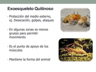 Exoesqueleto Quitinoso
• Protección del medio externo,
ej. Desecación, golpes, ataques
• En algunas zonas es menos
grueso para permitir
movimiento
• Es el punto de apoyo de los
músculos
• Mantiene la forma del animal
 
