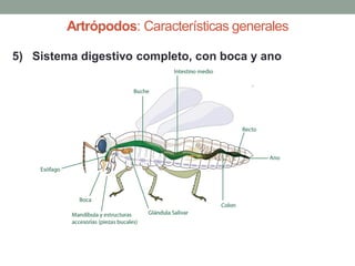 5) Sistema digestivo completo, con boca y ano
Artrópodos: Características generales
 
