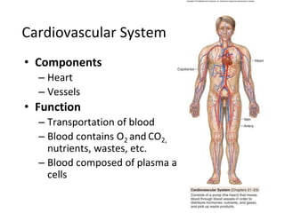 Cardiovascular Components 01. Anatomy Introduction (1) Chapter 1.pptx