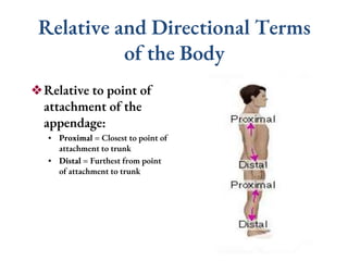 01. Anatomy Introduction (1) Chapter 1.pptx