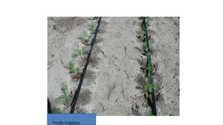 8
Trickle Irrigation
 