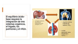 El equilibrio ácido-
base requiere la
integración de tres
sistemas orgánicos,
el hígado, los
pulmones y el riñón.
 