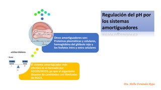 Dra. Melba Fernández Rojas
El sistema amortiguador más
efectivo es el formado por
H2CO3/HCO3-,ya que el organismo
dispone de cantidades casi ilimitadas
de HCO3.
Otros amortiguadores son:
Proteínas plasmáticas y celulares,
hemoglobina del glóbulo rojo y
los fosfatos intra y extra celulares
Regulación del pH por
los sistemas
amortiguadores
 