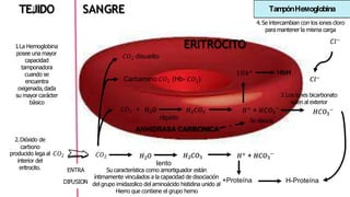 SANGRE
TEJIDO
𝐶𝑂2 𝐻2𝑂 𝐻2𝐶𝑂3 𝐻+ + 𝐻𝐶𝑂3
−
lento
H-Proteína
𝐶𝑂2
rápido
+ 𝐻2𝑂 𝐻2𝐶𝑂3
ANHIDRASA CARBONICA
3
𝐻𝐶𝑂 −
HbH
𝐶𝑙−
𝐶𝑂2 disuelto
Carbamino 𝐶𝑂2 2
(Hb- 𝐶𝑂 )
ERITROCITO
1𝐻𝑏+
Tam
pónHeMoglobina
2.Dióxido de
carbono
producido lega al 𝐶𝑂2
interior del
eritrocito. ENTRA
DIFUSION
1
.La Hemoglobina
posee una mayor
capacidad
tamponadora
cuando se
encuentra
oxigenada,dada
su mayor carácter
básico
𝐻+ + 𝐻𝐶𝑂3
−
Se disocia
3.Los iones bicarbonato
salen al exterior
4.Se intercambian con los iones cloro
para mantener la misma carga
𝐶𝑙−
Su característica como amortiguador están
íntimamente vinculados a la capacidad de disociación
+Proteína
del grupo imidazolico del aminoácido histidina unido al
Hierro que contiene el grupo hemo
 