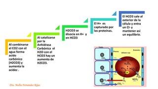 Dra. Melba Fernández Rojas
Al combinarse
el CO2 con el
agua forma
acido
carbónico
(H2CO3) y
aumenta la
acidez .
Al catalizarse
por la
Anhidrasa
Carbónica el
H2O con el
HCO3 hay un
aumento de
H2CO3.
H2CO3 se
disocia en H+ y
en HCO3
El H+ es
capturado por
las proteínas.
El HCO3 sale al
exterior de la
célula y entra
un Cl- y
mantener así
un equilibrio.
 