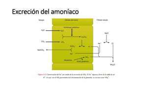 Excreción del amoníaco
 