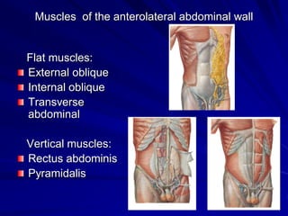 Muscles of the anterolateral abdominal wall
Flat muscles:
External oblique
Internal oblique
Transverse
abdominal
Vertical muscles:
Rectus abdominis
Pyramidalis
 