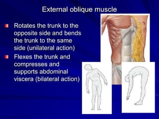 External oblique muscle
Rotates the trunk to the
opposite side and bends
the trunk to the same
side (unilateral action)
Flexes the trunk and
compresses and
supports abdominal
viscera (bilateral action)
 